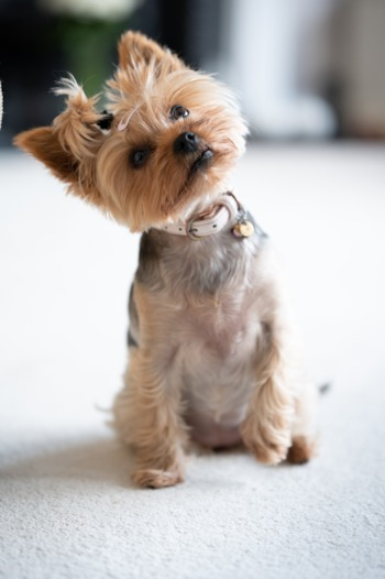 Yorkshire Terrier Breed Info